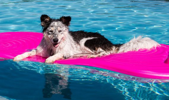 Border Collie Australian Shepherd in Pool