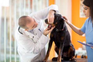 Veterinarian checking mouth of dog.