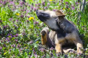 Puppy scratching himself in field of flowers