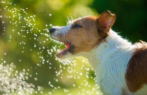Dog drinking from a hose.